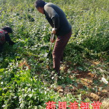 绛县泽森苗木种植专业合作社 供应产品