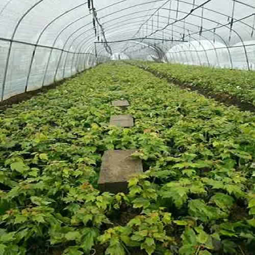 天津红枫价格与选购指南｜郯城县浩轩苗木种植解析六公分红枫价位及高清大图