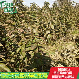 拉宾斯樱桃树苗的优质种植选择——吉林苗木基地引领产业热潮