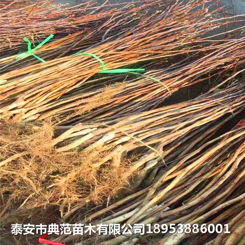 2025年山楂苗价格行情与产地直销攻略 选对苗木品种，赢在起点