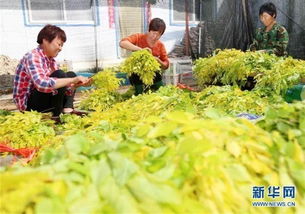 河北沙河 苗木培育拓宽乡村致富路