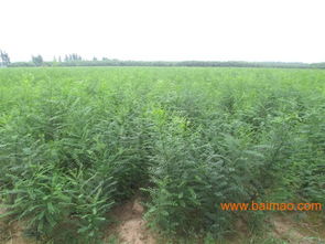 河北速生国槐供应商指南 邯郸批发报价与苗木种植全解析