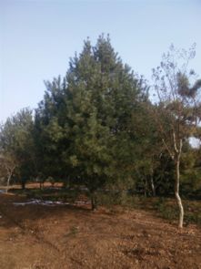 潍坊苗木种植基地 山东白皮松的绿色守护者