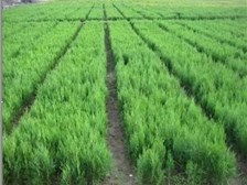 陕西雨果生态农业苗木种植基地 绿色生态的璀璨明珠