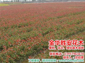 胜安花木久负盛名 探访金华红叶石楠苗木基地的绿色奇迹