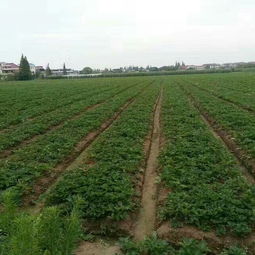 红颜草莓苗20-30公分地栽苗批发与市场行情解析