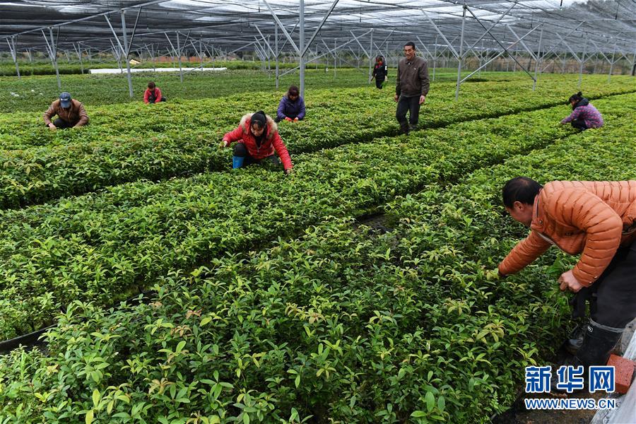 福建建瓯推广种植珍贵树种 以苗木产业提升森林质量新路径