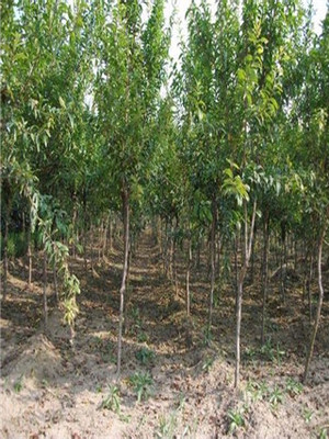 石榴苗批发与基地种植指南 如何选择优质苗木与实现高效管理