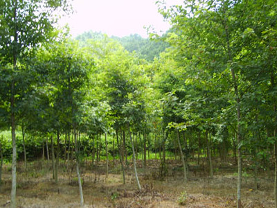 建德莲花青苗木场 | 枫香种植技术与浙江杭州市场开发指南