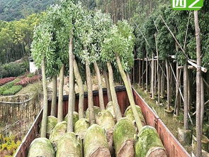 香樟移植苗,香樟绿化苗木,香樟10公分