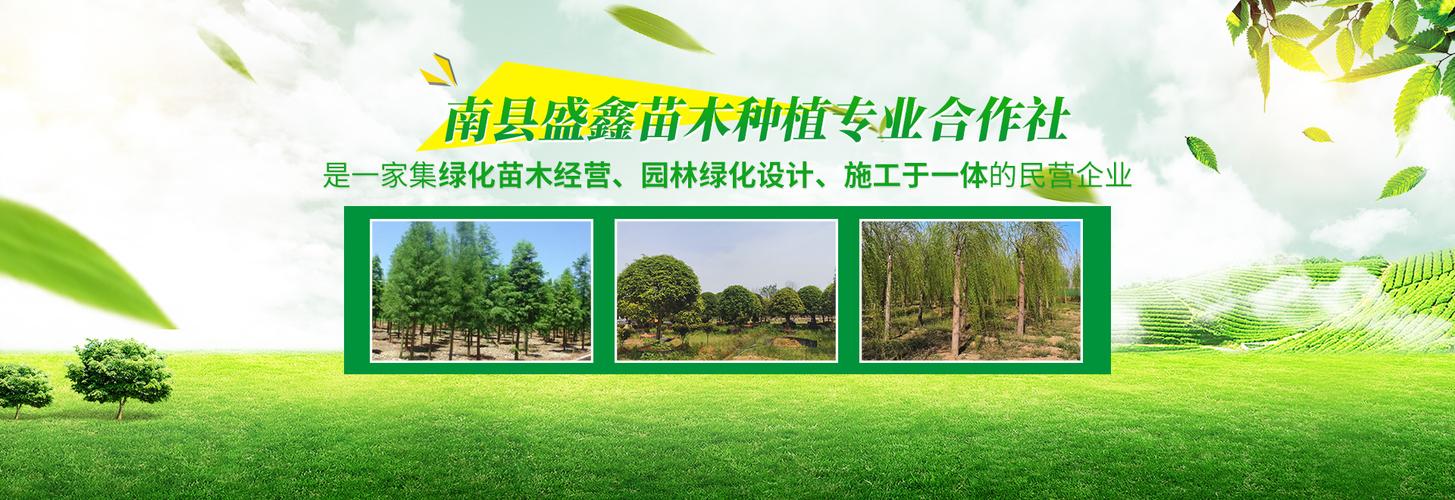 南县盛鑫苗木种植专业合作社 绿色希望的播种者