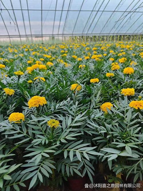万寿菊# #苗木种植基地# #工程绿化苗木