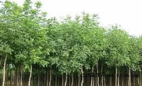 青州钰清花卉苗木种植基地产品供应第4页