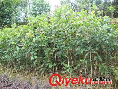 浏阳柏加 连接南北的苗木集散枢纽，东升苗圃引领绿色发展新风尚