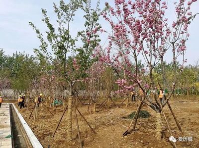 同步“超算速度” 我区加速推进超算中心广场园区绿化和公园建设