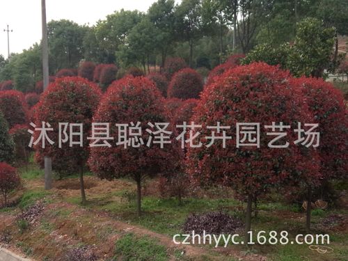 基地直销构树优质园林绿化工程苗木规格齐全量大从优