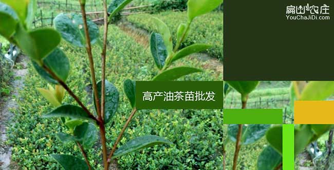 株洲好油茶苗 世界产业村里的绿色财富密码