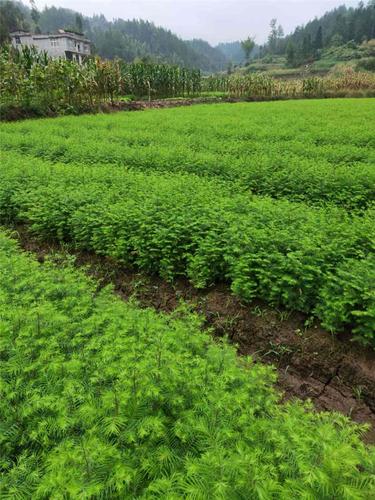 利川市绿山苗木种植海南水杉苗木