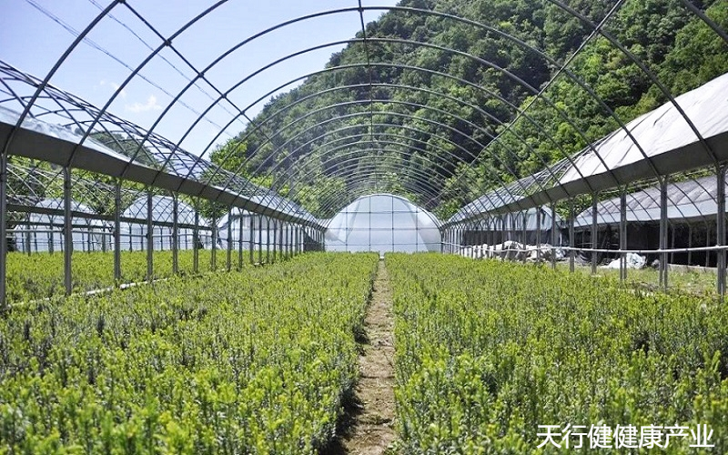 黑格斯曼地亚红豆杉母本种植