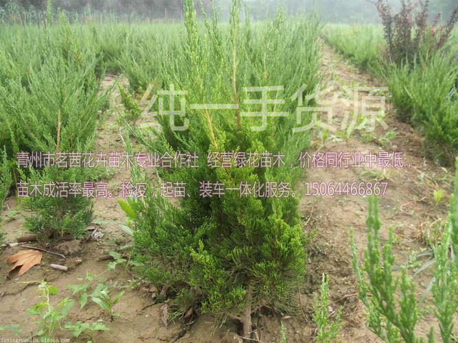 山东工厂绿化苗木种植基地一手供应 打造绿色厂区的理想选择