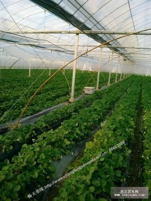 红颜草莓与奶油草莓苗木种植全指南